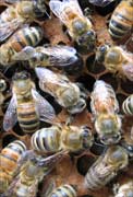 Bees in honey cells