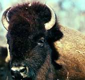 A Plains Bison