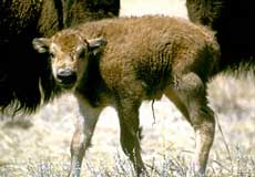 A bison calf