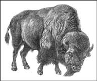 Drawing of a big strong bison