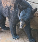 American Black Bear in the mud