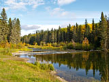 Boreal forest