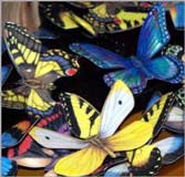 Colours of butterflies are a gift of beauty