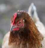 Sad chicken