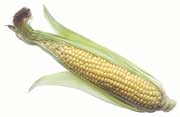 Corn