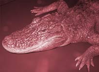 Scary, pink crocodile 
