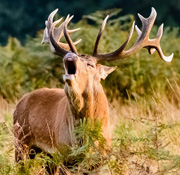 Deer showing teeth