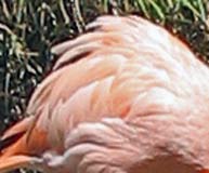 Pink flamingo feathers