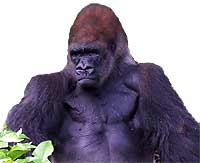 Gorilla