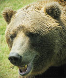 Face of a Grizzly Bear