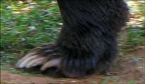 Brown Bear claws