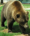 Grizzly Bear -  hump between the animal's shoulders