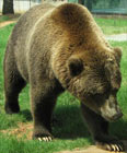 Brown Bear on the move