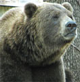 Face of a Grizzly Bear