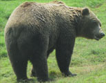 Brown Bear looking for food