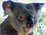 Koala fur smells of eucalyptus