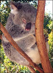 Koala sleeping in tree