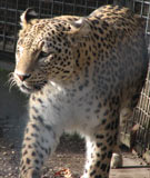 Endangered Leopard