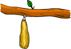 A green chrysalis is underneath the shedding skin 