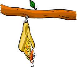 The chrysalis cracks open and the  butterfly comes out 