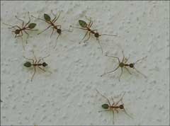 Fire Ants