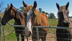 Horses, warm blooded mammals