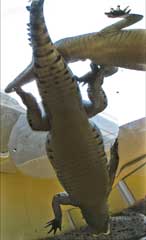 Crocodiles