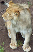 Lion in jungle