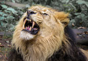 Lion roaring