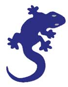 Blue Skink lizard