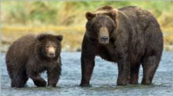 Mother bear and cub