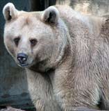 Syrian Brown Bear