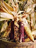 Corn just picked