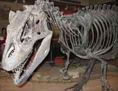 Dinosaur skeleton