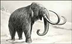 Old drawing of a Wooly Mammoth