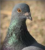 The Pigeon