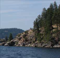 Stream and tall pine trees