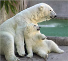 Polar Bear with cub