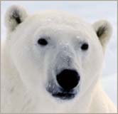 Polar Bear face