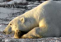 Polar Bear waiting for a seal