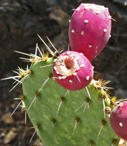 Prickly Pear