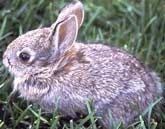 Little Rabbit