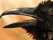 Raven