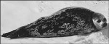Photo of Ringed Seal from Arctic Ocean Diversity web site