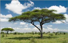 Acacia trees on the African Savannah