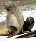 Seal in the Arctic