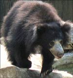 Sloth Bear