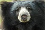 Sloth Bear face