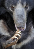 Sloth Bear