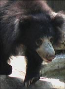 Sloth Bear